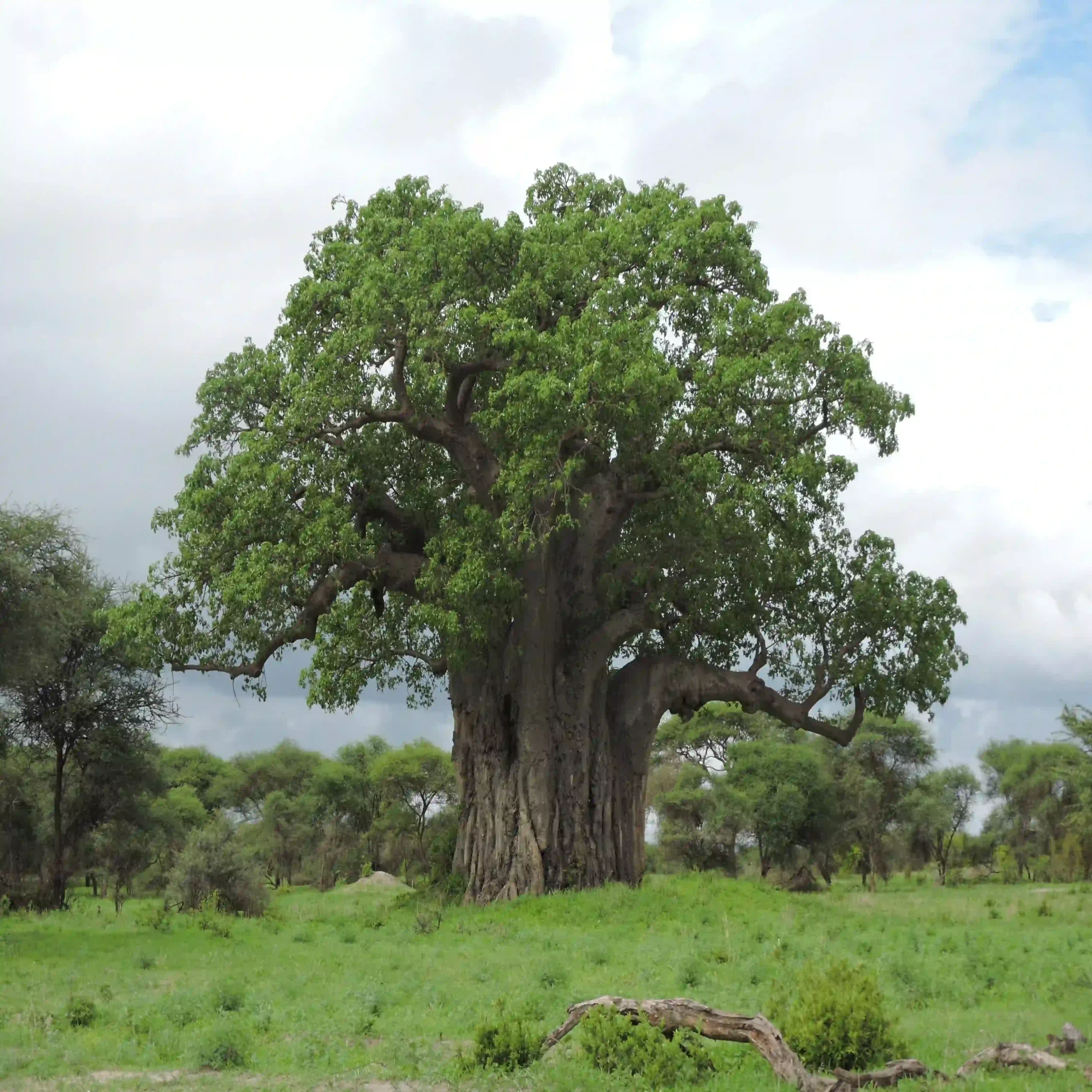 Tarangire