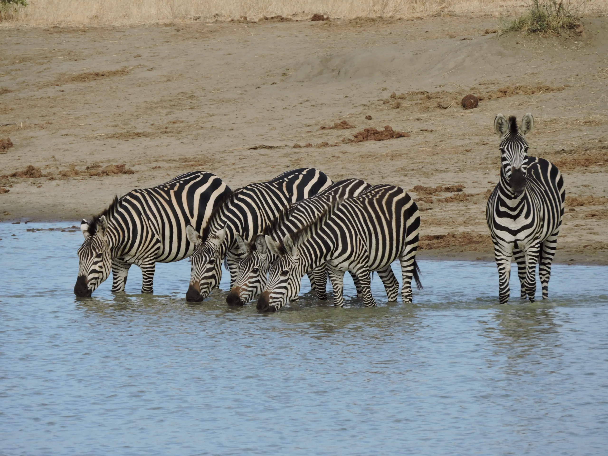 Tented Camps