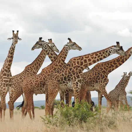 Central Serengeti