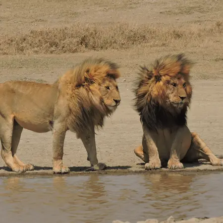 Ngorongoro Crater