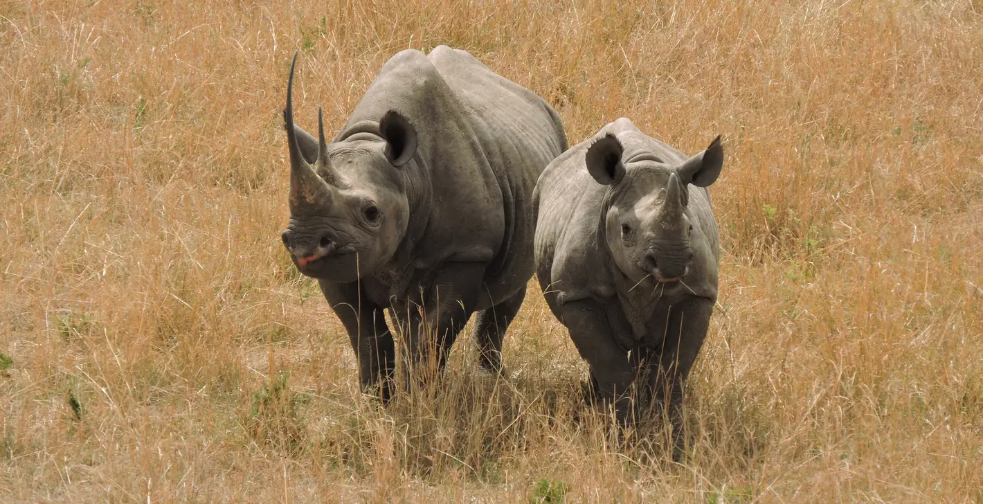 Africa Wild by Nature Safaris
